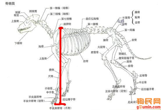 边牧骨骼结构图图片