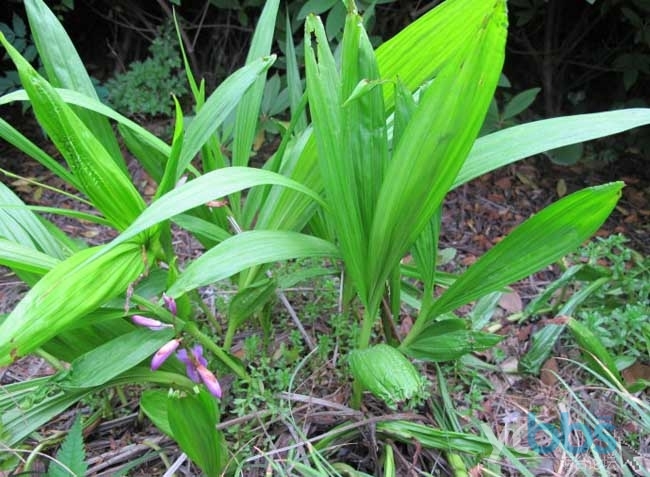 井岡山白芨種植直播育苗技術