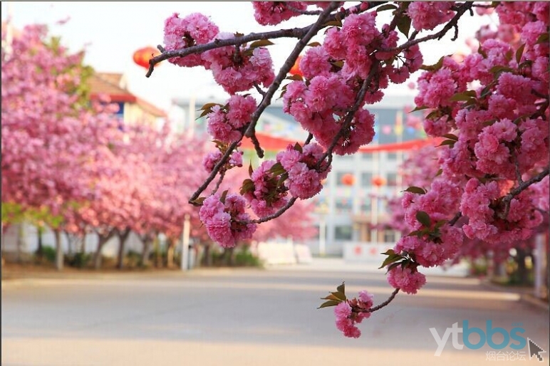莱阳樱花节图片