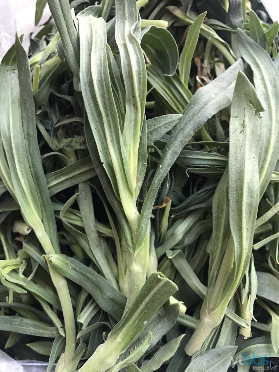 [魅力烟台] 急问,这是什么野菜,卖菜大爷有口音说包包菜,刚来烟台不