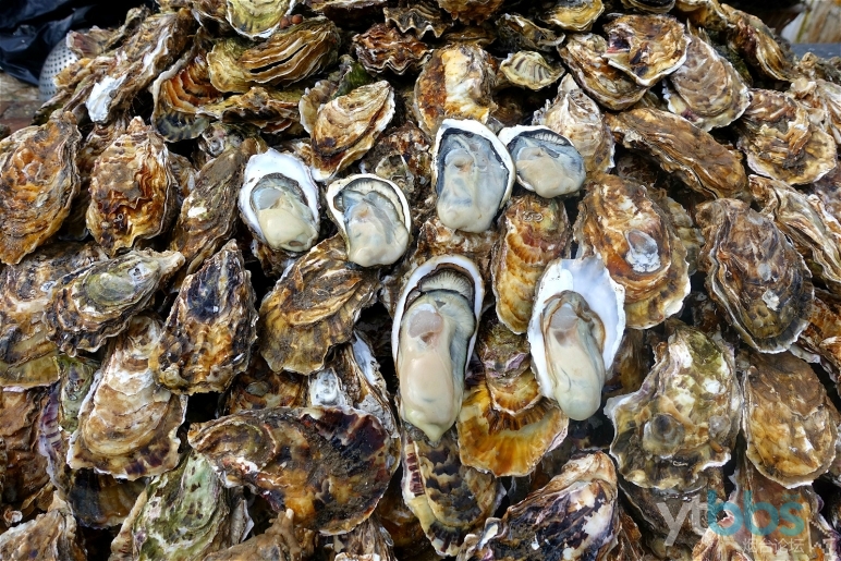 像海蠣子,蛤蜊,扇貝可以照樣吃, 封海是禁止大家捕魚,不影響貝類,大家