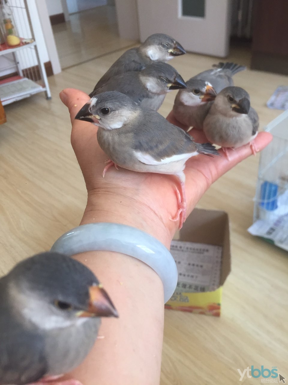 [鸟] 手养的灰文鸟出售