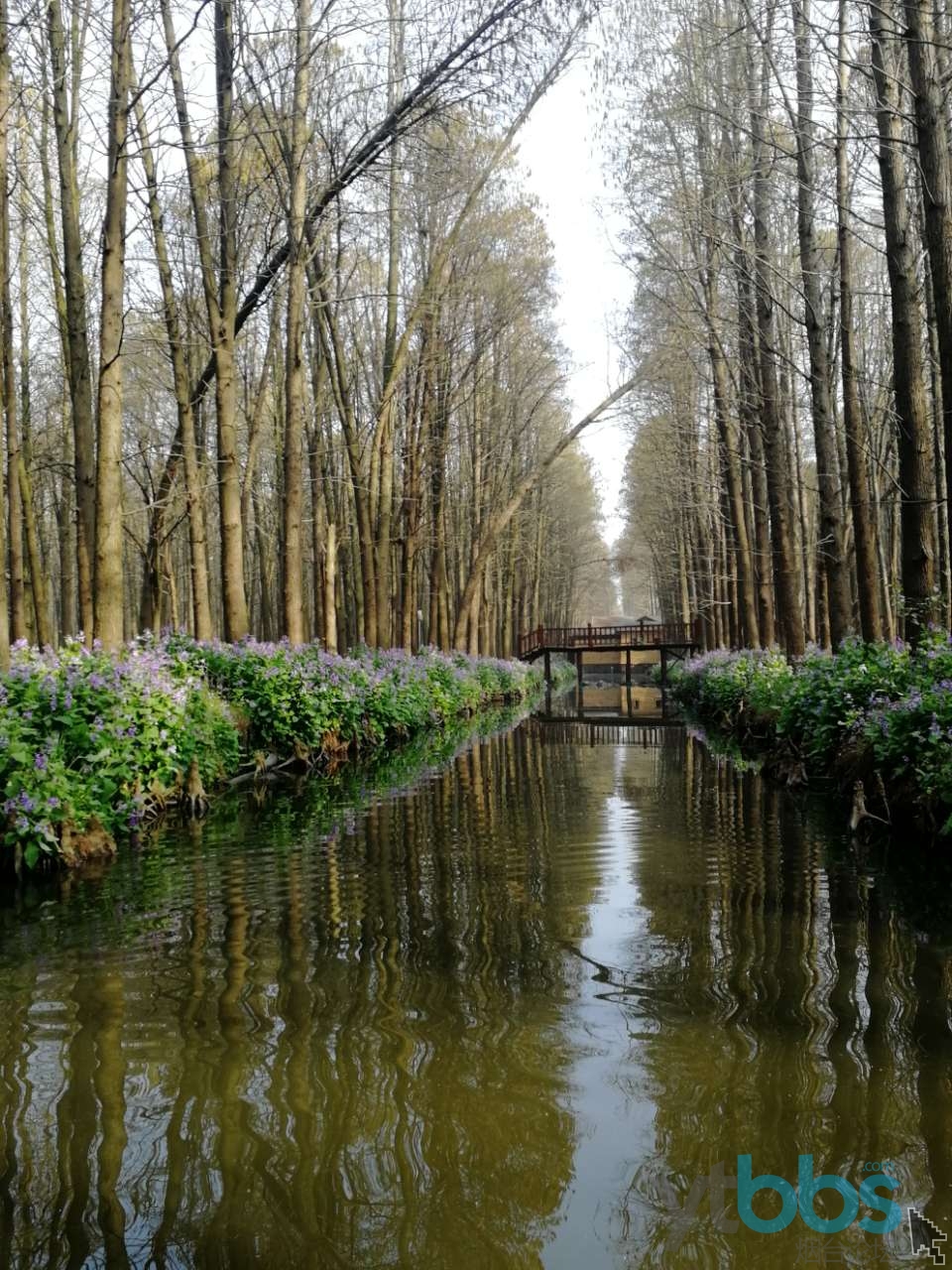 景色風光興化李中水上森林公園