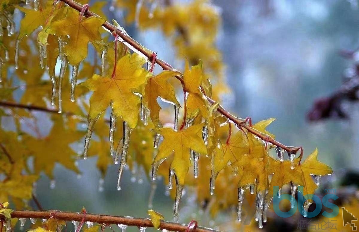 煙臺論壇-煙臺社區-給你們看看大東北的首場冰雪大世界 - 『煙臺山下