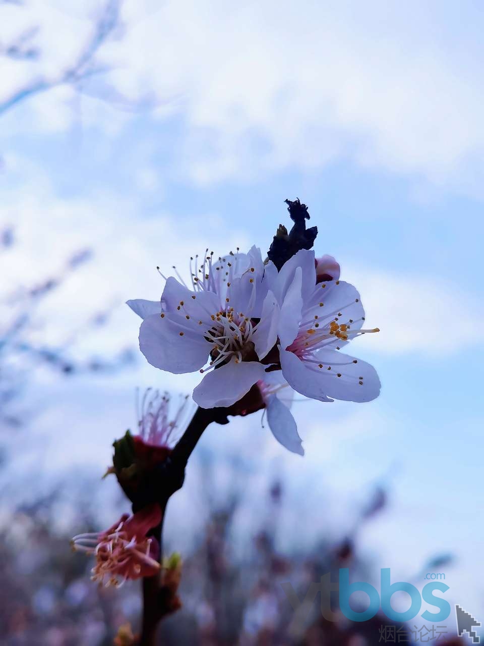 雨过天晴 花开花落