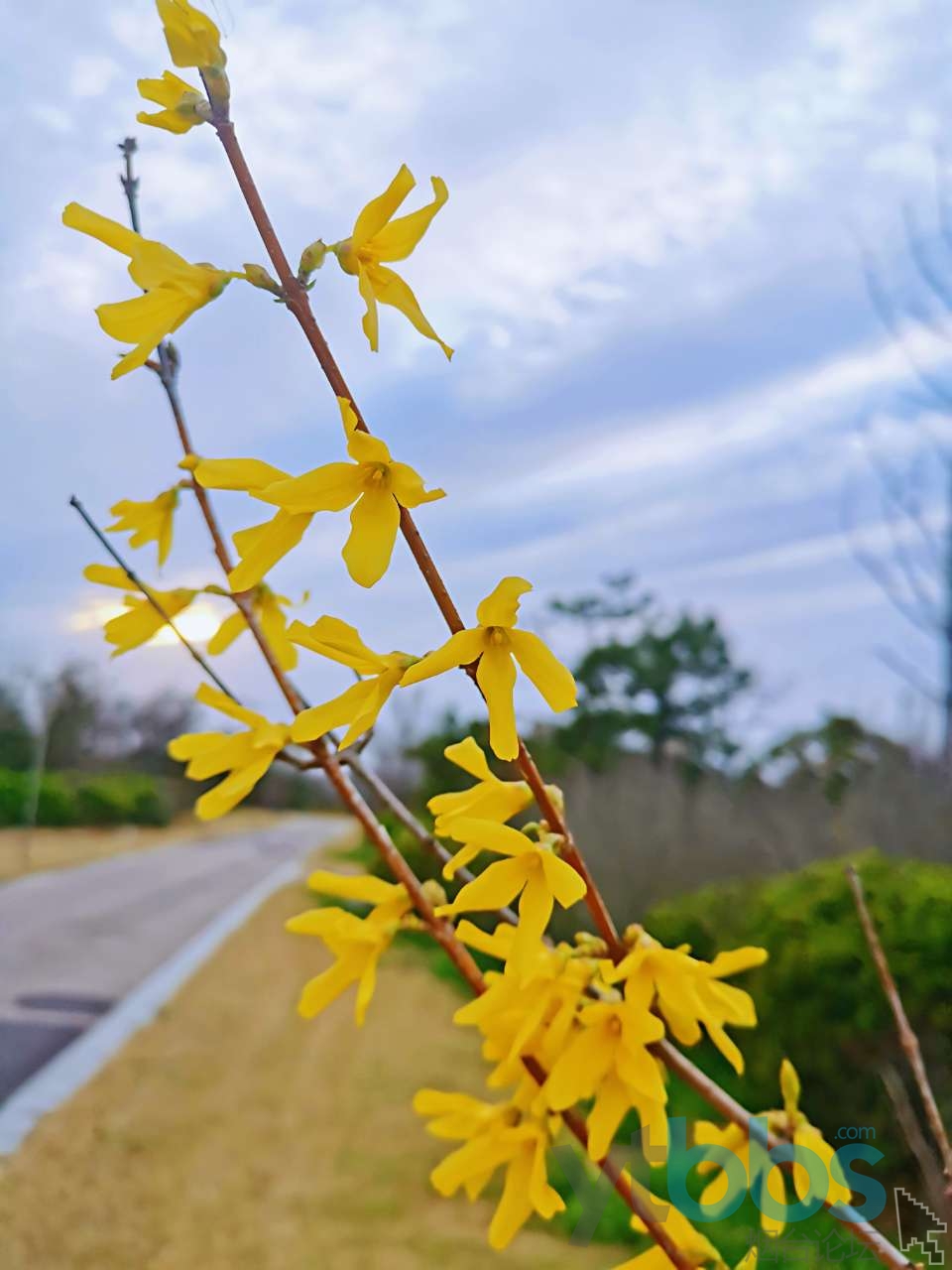 雨过天晴 花开花落