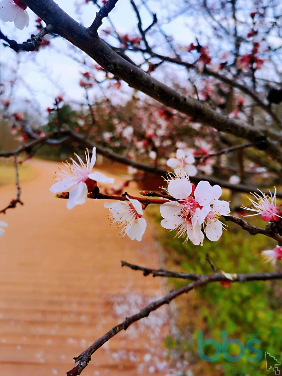 雨过天晴 花开花落